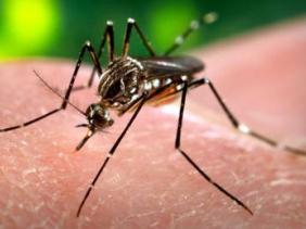 virus zika